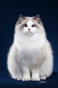 扣猫毛